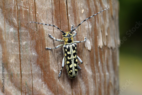 Closeup shot of a saperda scalaris on a tree photo