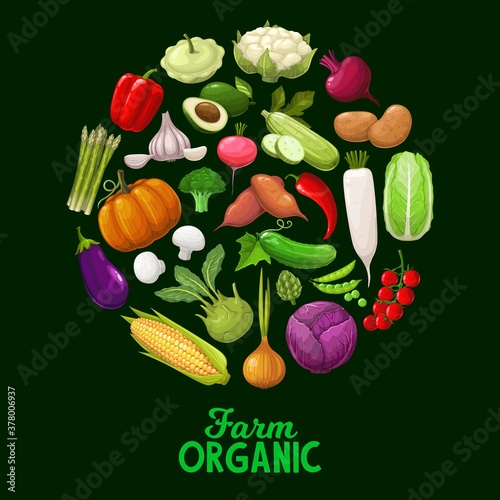 Farm vegetables, vector veggies squash, bell pepper and cauliflower with beetroot. Potato, avocado and onion with asparagus. Radish, broccoli and chili with mushrooms, cucumber cartoon veggies poster