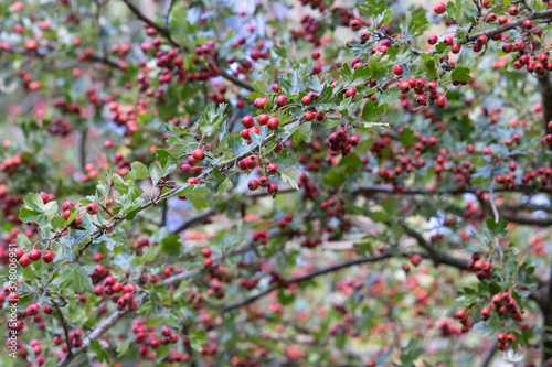 Closeup shot of red wild hawthorn berries on branches photo