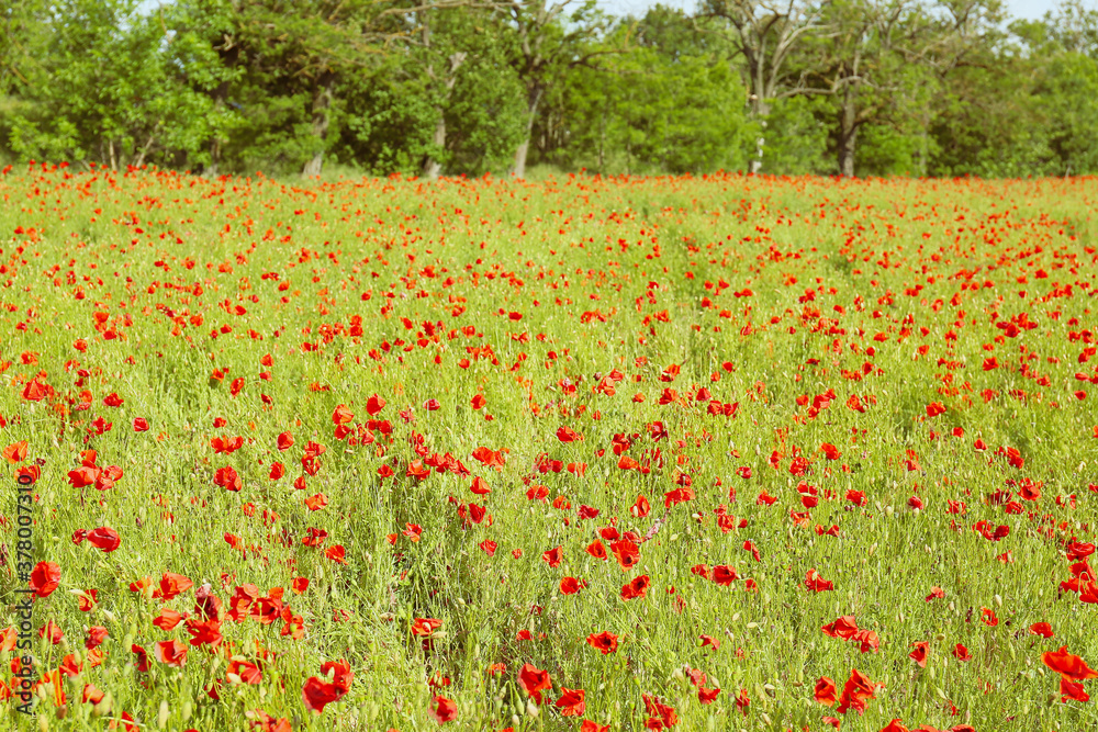Beautiful red poppy flowers in field