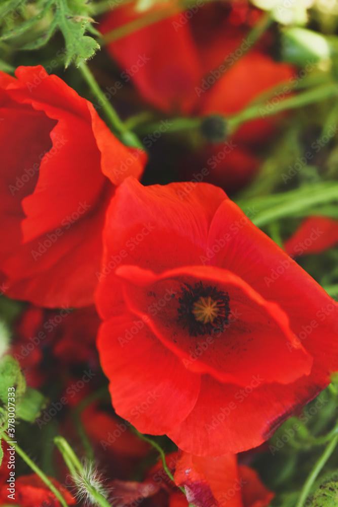 Beautiful red poppy flowers in field, closeup Beautiful red poppy flowers in field, closeup