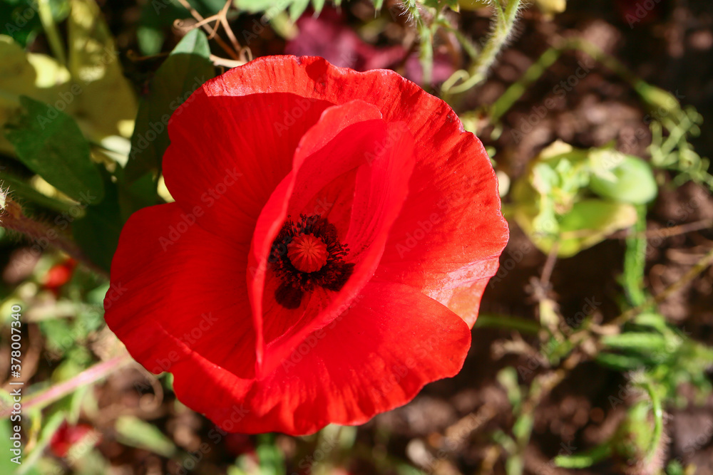 Beautiful red poppy flower in field, closeup