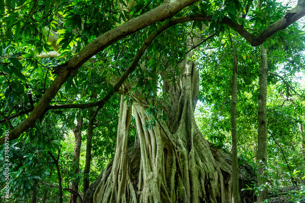 Naklejka premium higuera 