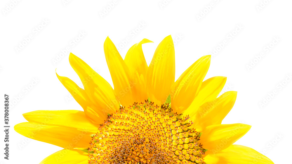 Naklejka premium Half flower of sunflower