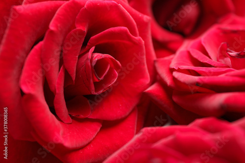 Beautiful red roses as background  closeup