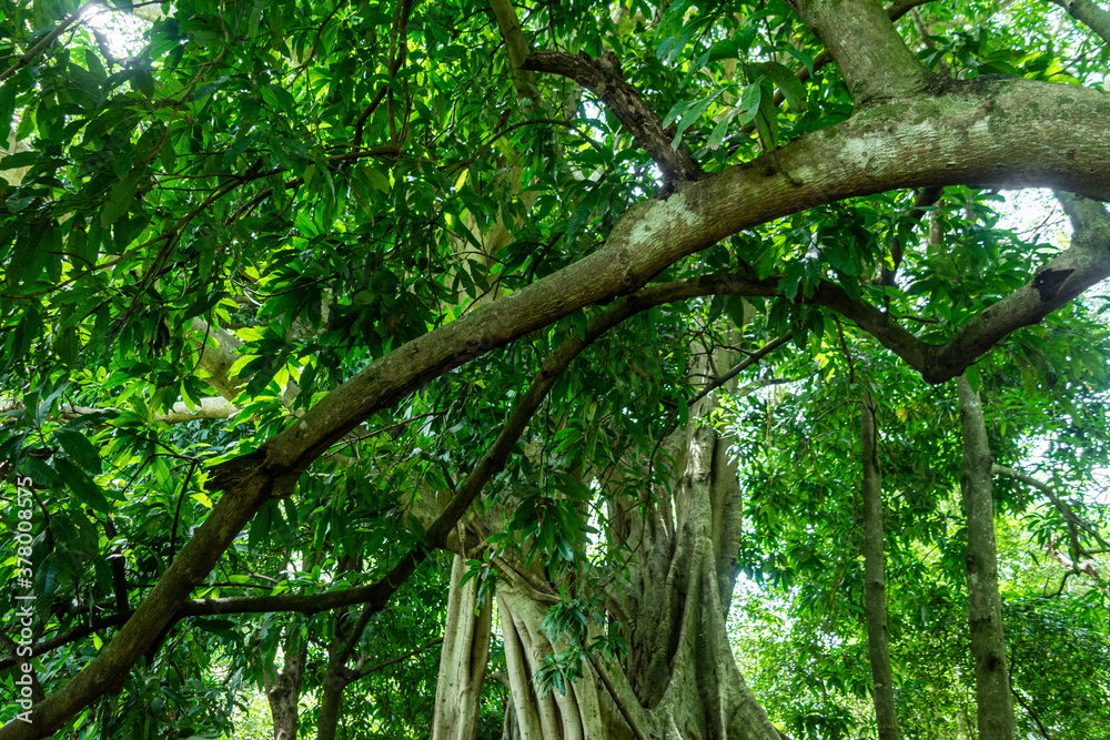 Naklejka premium higuera 