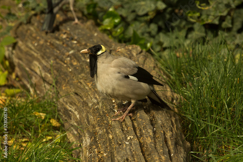 The Wattled starling  (Creatophora cinerea).