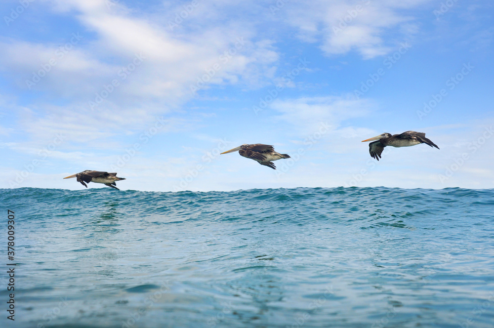 Tres grandes Pelícanos volando en el cielo azul muy cerca al mar. Tres grandes Pelícanos volando en el cielo azul muy cerca al mar.