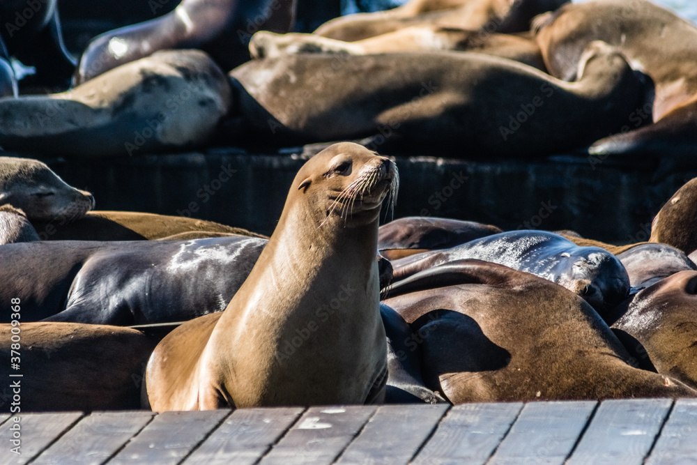 Fototapeta premium Female Sea Lion