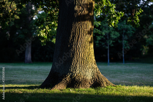 Fotografia Closeup of a thick oak tree trunk in the park