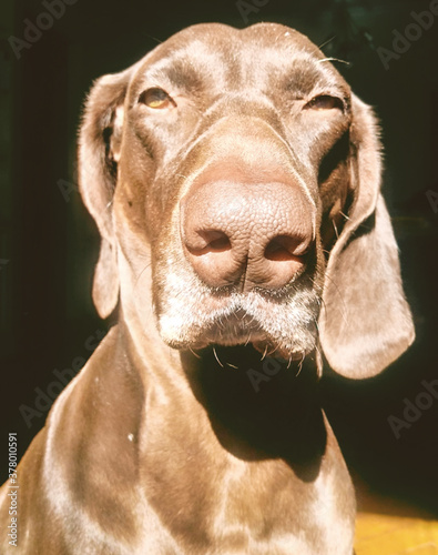 Perro Braco Aleman tomando sol en casa. Se pueden apreciar sus hermosos bigotes y orejas. Además de los ojitos que le dan sun nombre. Bigotes es muy buena y linda photo
