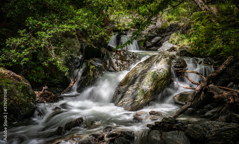 Fototapeta premium Forest stream