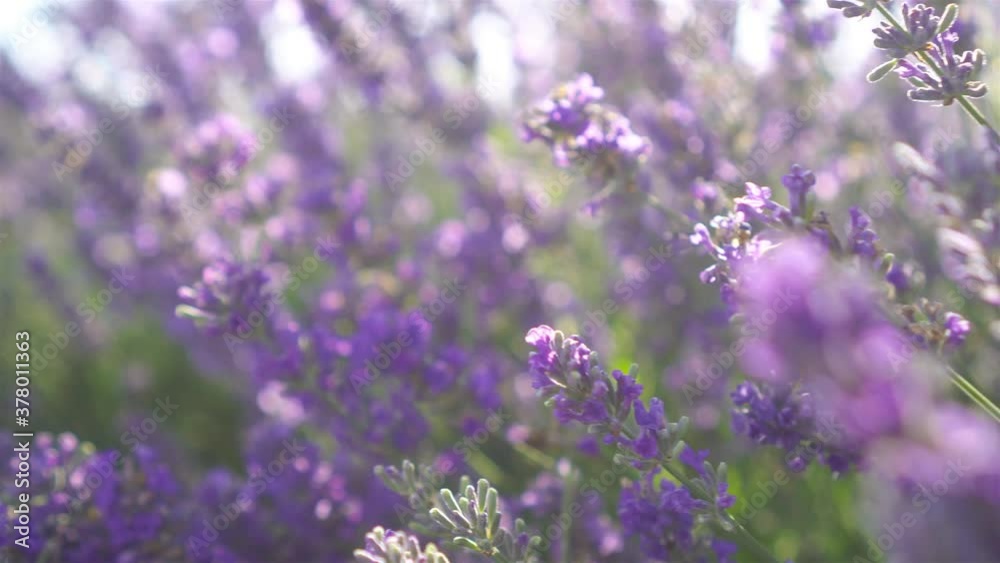 Sunset over a violet lavender field outdoors Sunset over a violet lavender field outdoors
