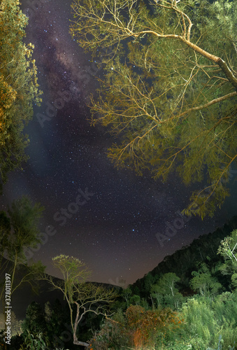 Milky way among trees