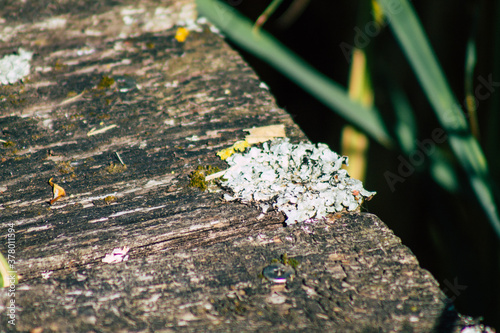 Wallpaper Mural Closeup of a rustic wooden bridge spanning a pond in the french countryside in the fall Torontodigital.ca