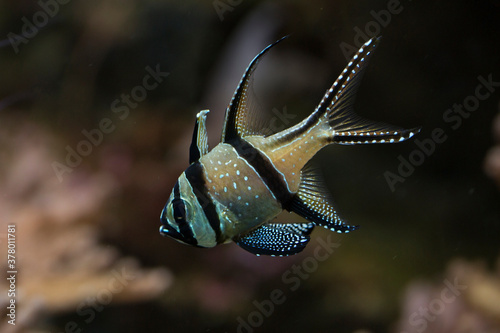 The Banggai cardinalfish (Pterapogon kauderni).