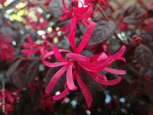 Closeup shot of pink Loropetalum flower on a blurred background photo