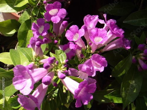 Closeup shot of purple flowers of the garlic vine or Manson alliacea photo