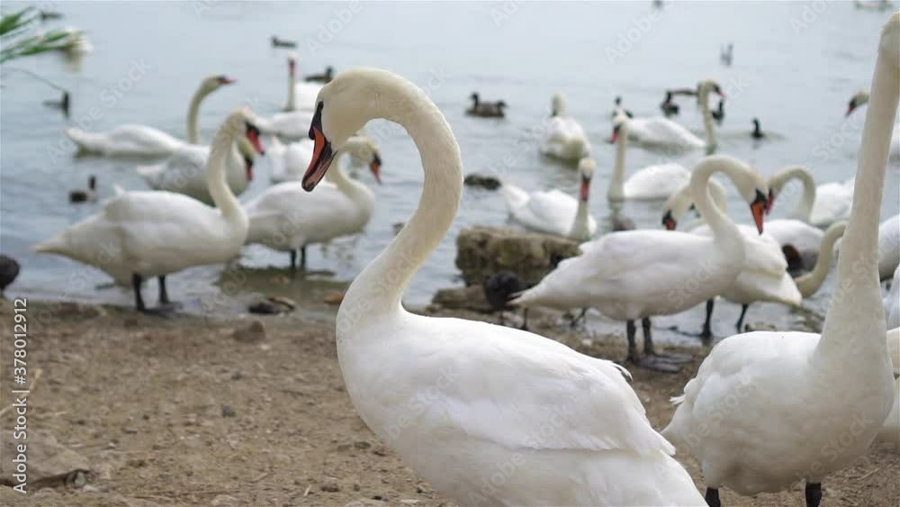 Beautiful white swans and ducks on the lake Beautiful white swans and ducks on the lake