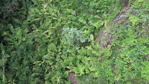 Aerial video of forest floor covered by fern Matteuccia struthiopteris photo