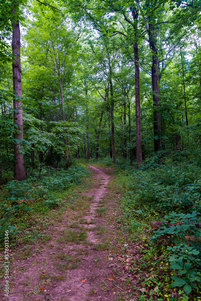 Fototapeta premium forest and tree path