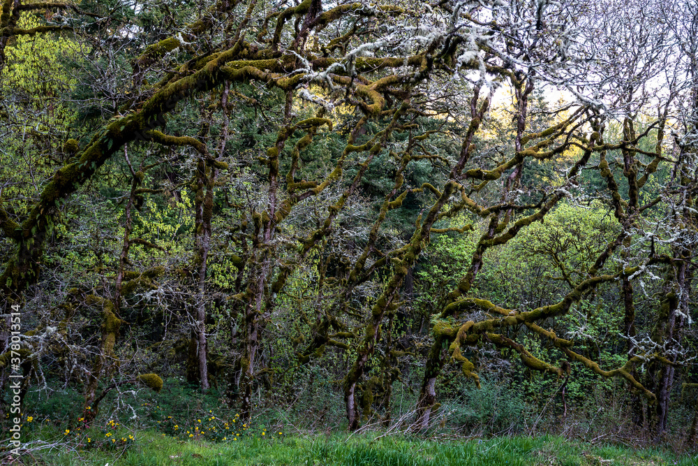 Mystical wild forest with curved branches of trees overgrown with moss and entangled in thick cobwebs trying to reach you Mystical wild forest with curved branches of trees overgrown with moss and entangled in thick cobwebs trying to reach you