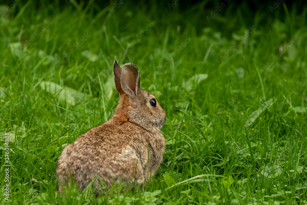 Wild rabbit on a meadow Wild rabbit on a meadow
