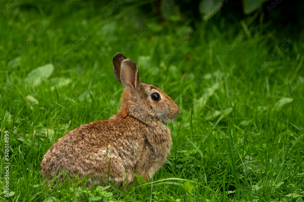 Wild rabbit on a meadow Wild rabbit on a meadow