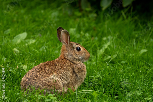 Wild rabbit on a meadow