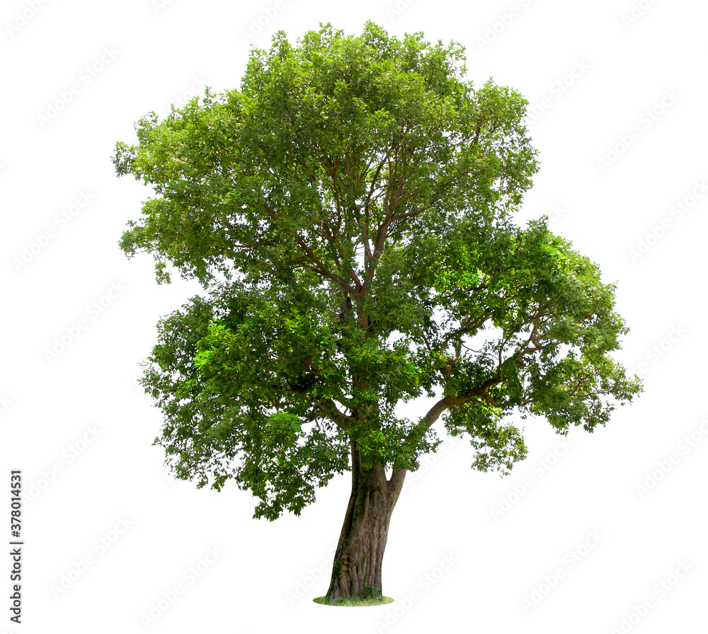 Fototapeta premium isolated tree on White Background.Large trees database Botanical garden organization elements of Asian nature in Thailand, tropical trees isolated used for design, advertising and architecture.
