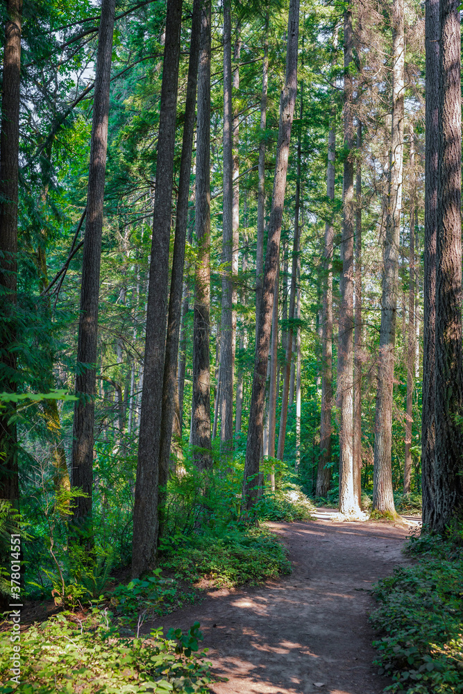 Walking path for walkers and hikers in the wild forest with tall trunks of green trees Walking path for walkers and hikers in the wild forest with tall trunks of green trees