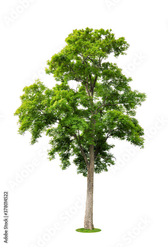 isolated  tree on White Background.Large trees database Botanical garden organization elements of Asian nature in Thailand, tropical trees isolated used for design, advertising and architecture