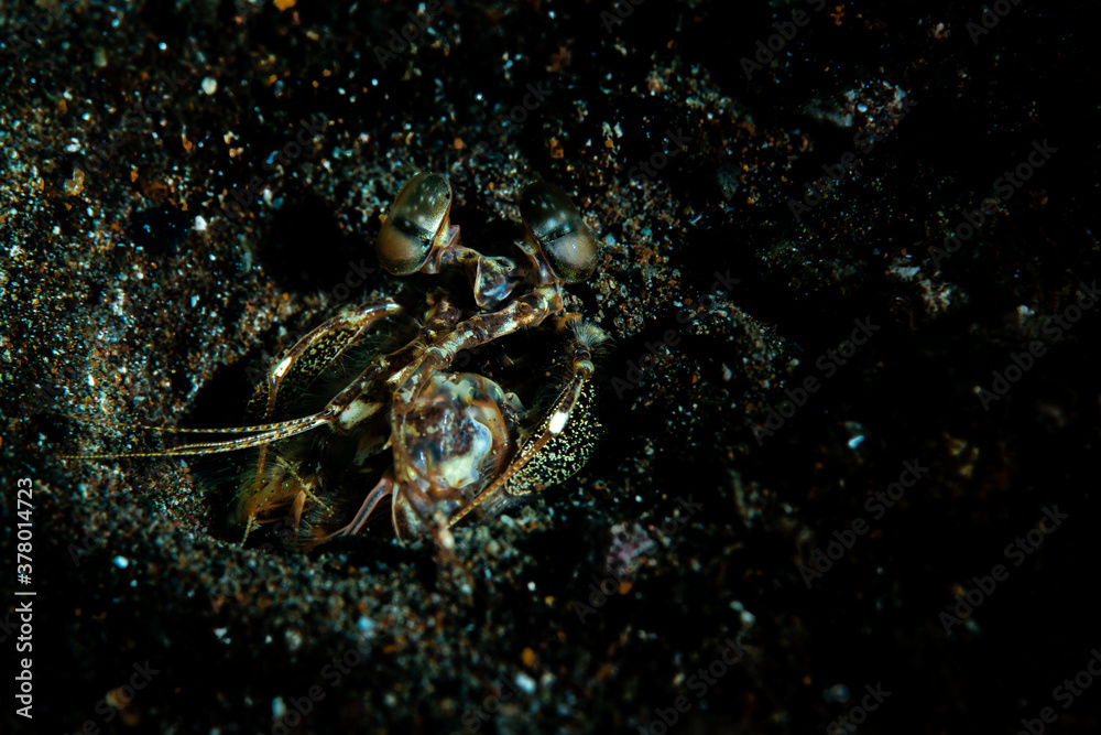 A mantis shrimp looking up out of his hole A mantis shrimp looking up out of his hole
