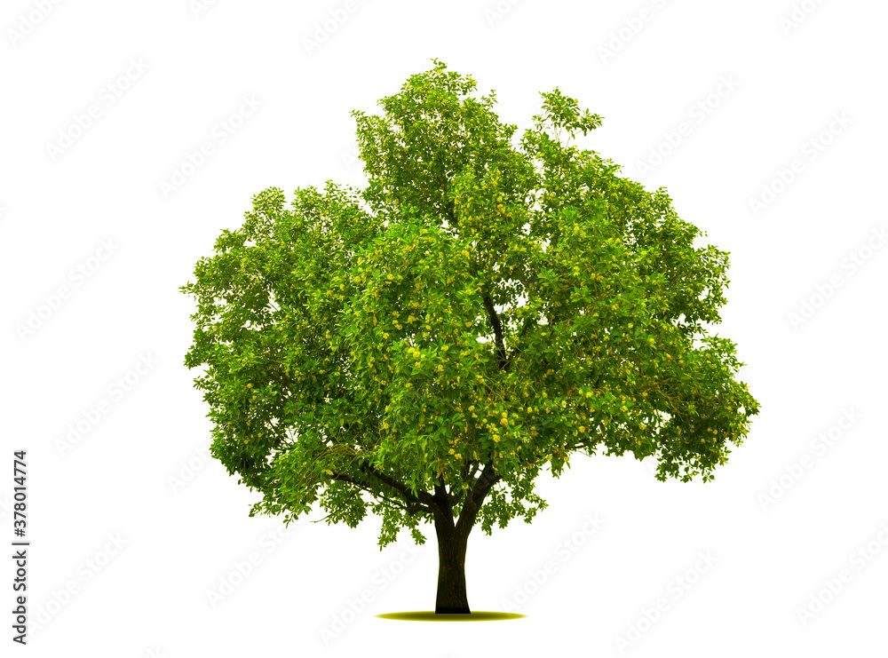 isolated tree on White Background.Large trees database Botanical garden organization elements of Asian nature in Thailand, tropical trees isolated used for design, advertising and architecture. isolated tree on White Background.Large trees database Botanical garden organization elements of Asian nature in Thailand, tropical trees isolated used for design, advertising and architecture.