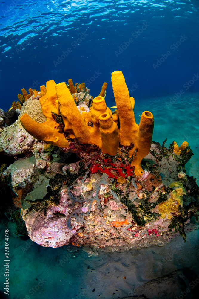 Fototapeta premium Yellow tube sponges on a dive site in St. Lucia