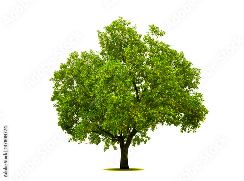 isolated   tree on White Background.Large trees database Botanical garden organization elements of Asian nature in Thailand  tropical trees isolated used for design  advertising and architecture.