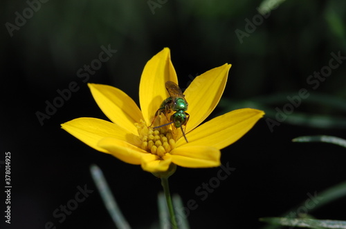 Insect on yellow flower (macro shot)