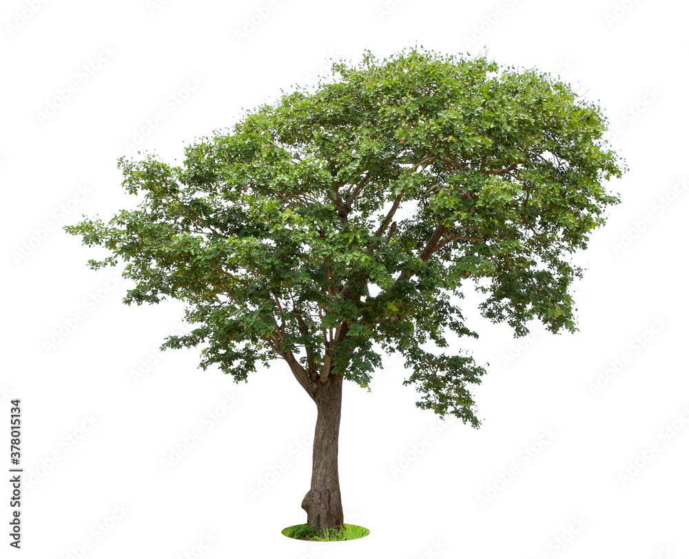 isolated tree on White Background.Large trees database Botanical garden organization elements of Asian nature in Thailand, tropical trees isolated used for design, advertising and architecture. isolated tree on White Background.Large trees database Botanical garden organization elements of Asian nature in Thailand, tropical trees isolated used for design, advertising and architecture.