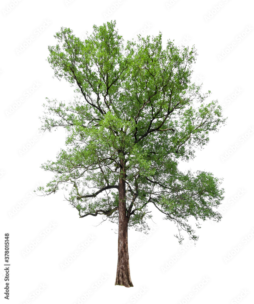 isolated tree on White Background.Large trees database Botanical garden organization elements of Asian nature in Thailand, tropical trees isolated used for design, advertising and architecture isolated tree on White Background.Large trees database Botanical garden organization elements of Asian nature in Thailand, tropical trees isolated used for design, advertising and architecture