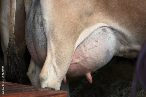 Úbere de vaca leiteira photo