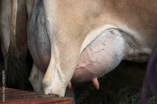 Bild auf Leinwand Úbere de vaca leiteira