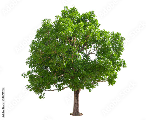 isolated  tree on White Background.Large trees database Botanical garden organization elements of Asian nature in Thailand  tropical trees isolated used for design  advertising and architecture