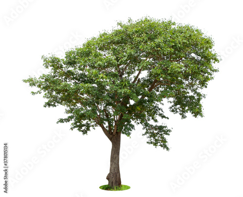 isolated tree on White Background.Large trees database Botanical garden organization elements of Asian nature in Thailand, tropical trees isolated used for design, advertising and architecture.