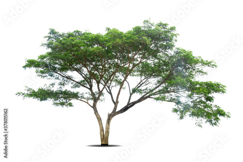 isolated  tree on White Background.Large trees database Botanical garden organization elements of Asian nature in Thailand  tropical trees isolated used for design  advertising and architecture