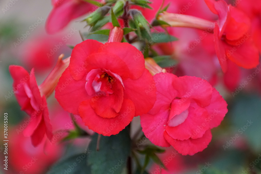 Obraz premium Pink color of Hot-Water plant 'Desiree' flower