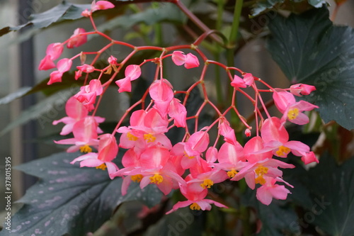 Fototapeta Naklejka Na Ścianę i Meble -  Cane-Like Begonia 'Lana' pink flowers
