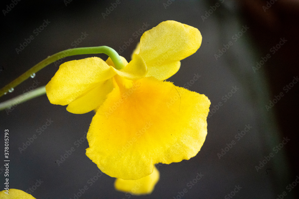 Organically grown orchids in a home garden Organically grown orchids in a home garden