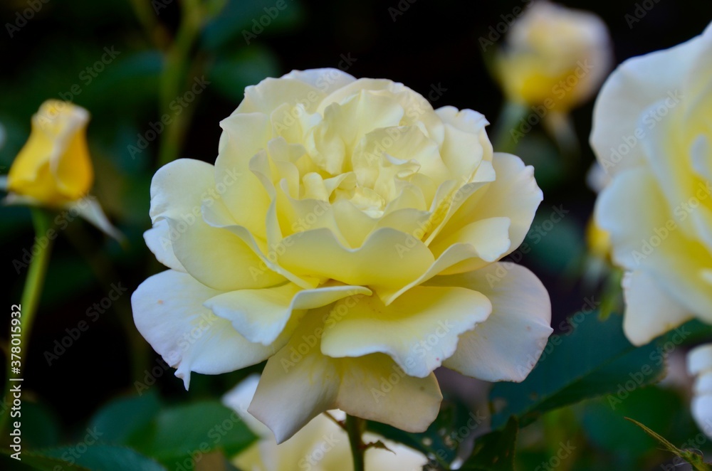 Yellow rose in the garden. Closeup Yellow rose in the garden. Closeup