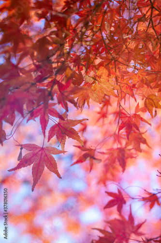 Colorful Autumn Leaf background