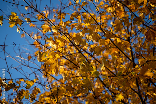Autumn leaves on tree in sunny and windy day. Bright blue sky in background. Golden hour.